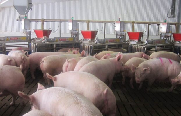 Comparing Stalls and Groups – What does the Science say?